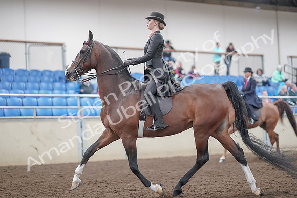 2019 Morgan Horse Show - Aug 31, 2019 - 08535