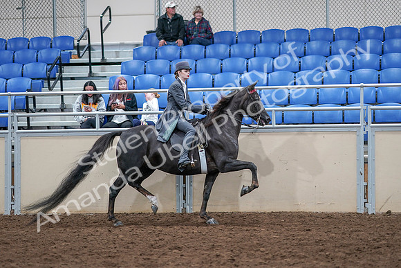 2020 - AB Morgan Horse - Sat, Sept 05 - 13930