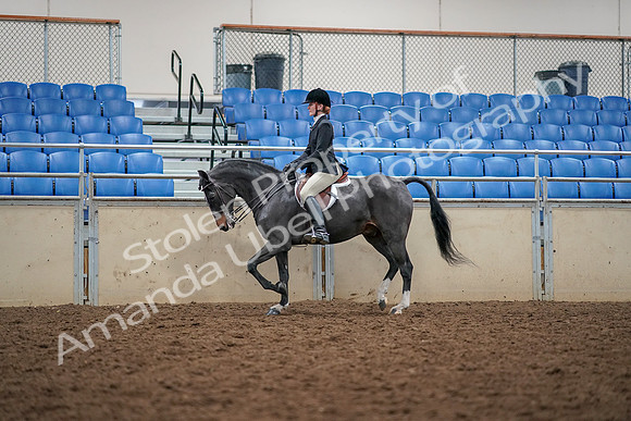 2019 Morgan Horse Show - Aug 30, 2019 - 23102