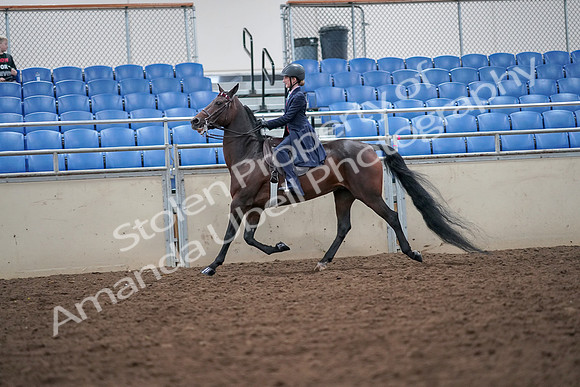 2019 Morgan Horse Show - Aug 30, 2019 - 17803