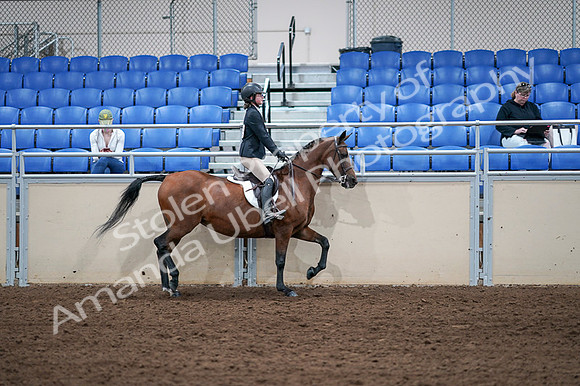 2020 - AB Morgan Horse - Fri, Sept 04 - 02192