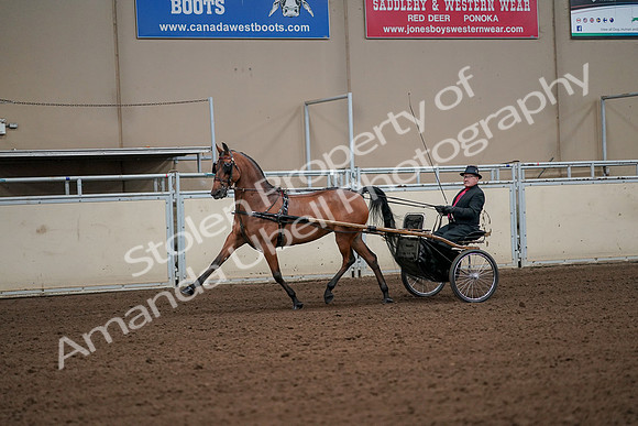 2019 Morgan Horse Show - Aug 30, 2019 - 13059