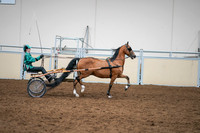 2020 - AB Morgan Horse - Sat, Sept 05 - 12462