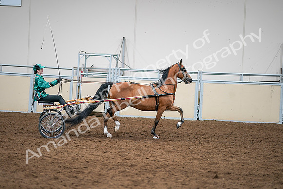 2020 - AB Morgan Horse - Sat, Sept 05 - 12462