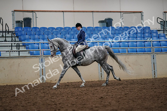 2019 Morgan Horse Show - Aug 30, 2019 - 22388