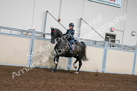 2020 - AB Morgan Horse - Fri, Sept 04 - 03203