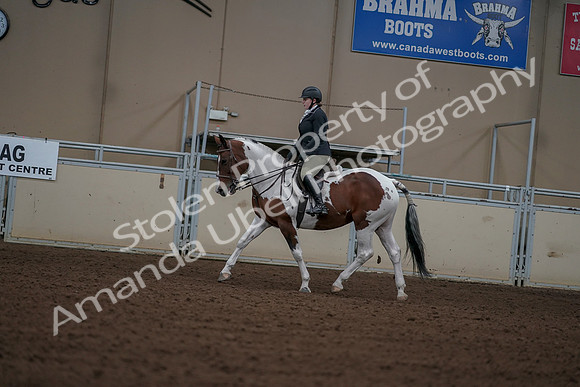 2019 Morgan Horse Show - Aug 30, 2019 - 14900