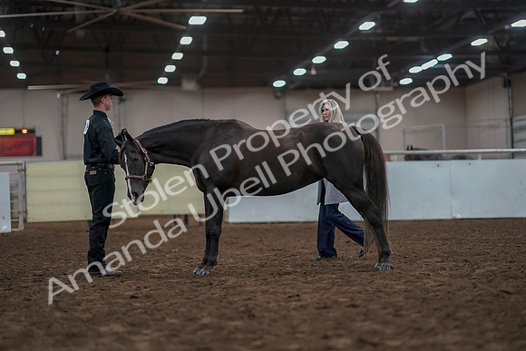 2019 Morgan Horse Show - Aug 31, 2019 - 02042