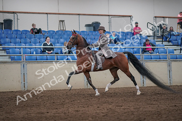 2019 Morgan Horse Show - Sept 01, 2019 - 07380