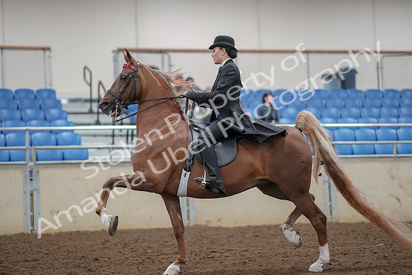 2019 Morgan Horse Show - Aug 30, 2019 - 24994