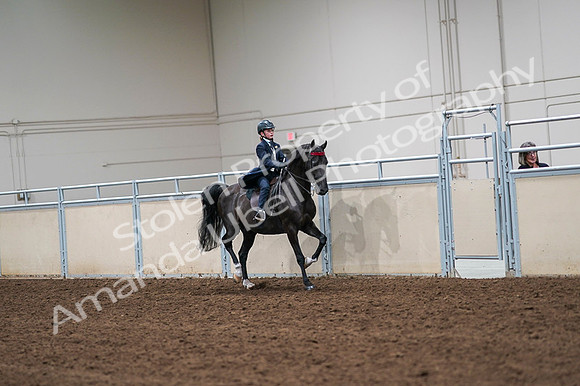2020 - AB Morgan Horse - Fri, Sept 04 - 03119