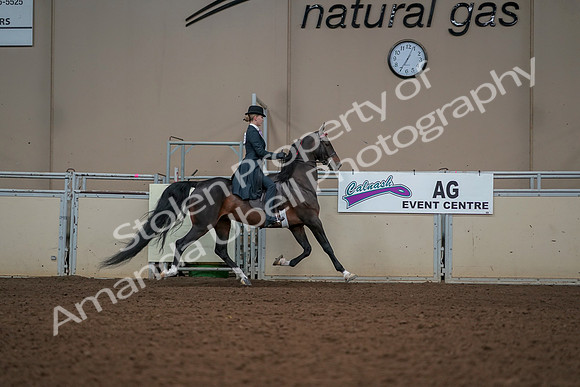 2019 Morgan Horse Show - Aug 30, 2019 - 25263