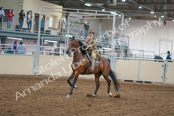 2020 - AB Morgan Horse - Sat, Sept 05 - 07933