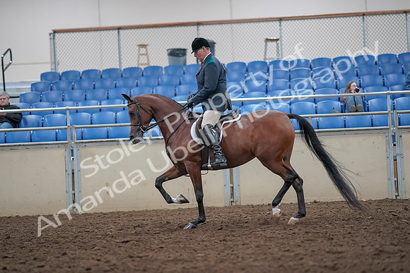 2019 Morgan Horse Show - Aug 31, 2019 - 14833