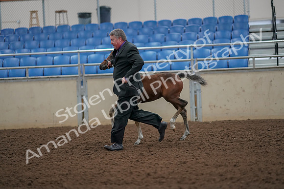 2019 Morgan Horse Show - Aug 30, 2019 - 24663