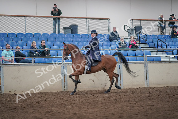 2019 Morgan Horse Show - Aug 31, 2019 - 08637
