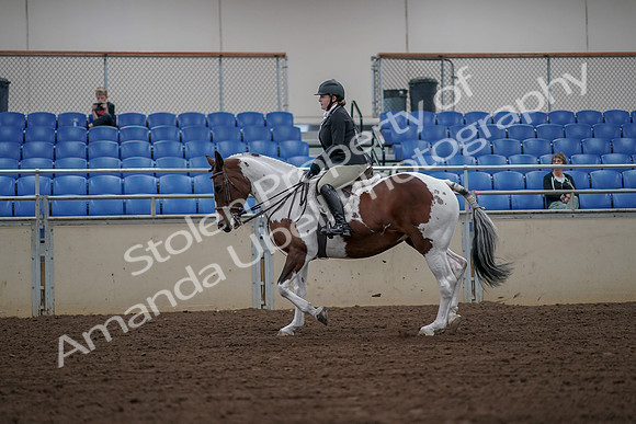 2019 Morgan Horse Show - Aug 30, 2019 - 14928