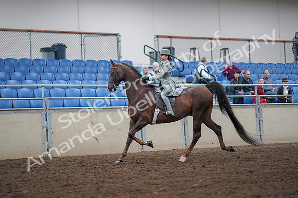 2019 Morgan Horse Show - Aug 30, 2019 - 17770