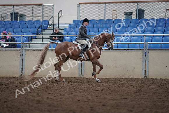 2019 Morgan Horse Show - Aug 31, 2019 - 16164