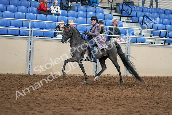 2020 - AB Morgan Horse - Sat, Sept 05 - 13750