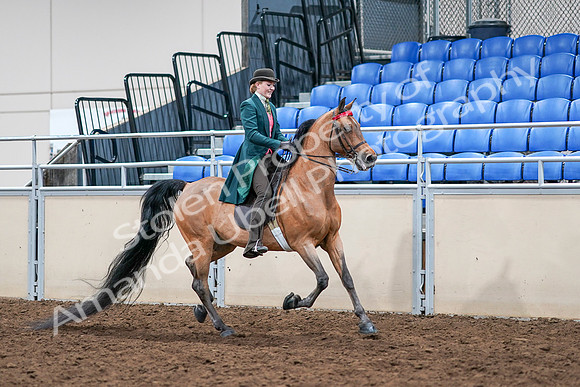 2020 - AB Morgan Horse - Sat, Sept 05 - 14025