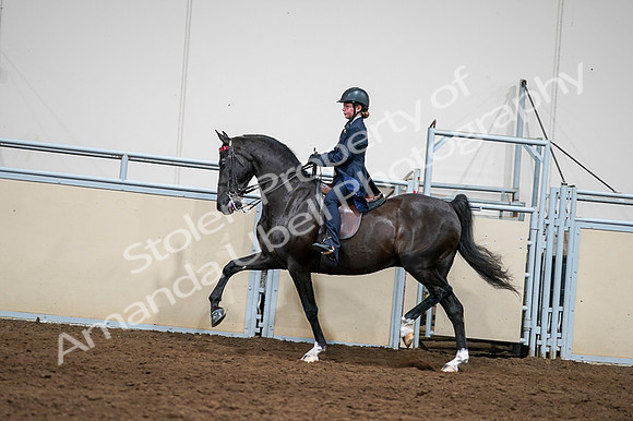 2020 - AB Morgan Horse - Fri, Sept 04 - 03249