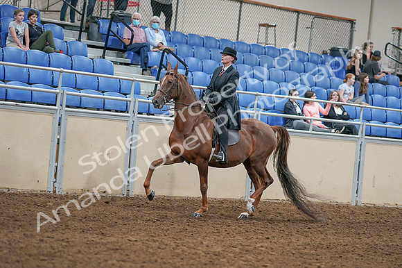 2020 - AB Morgan Horse - Fri, Sept 04 - 08032
