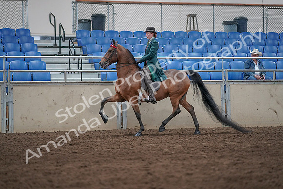 2019 Morgan Horse Show - Sept 01, 2019 - 13216