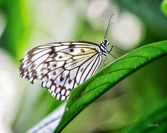 Insects - 022