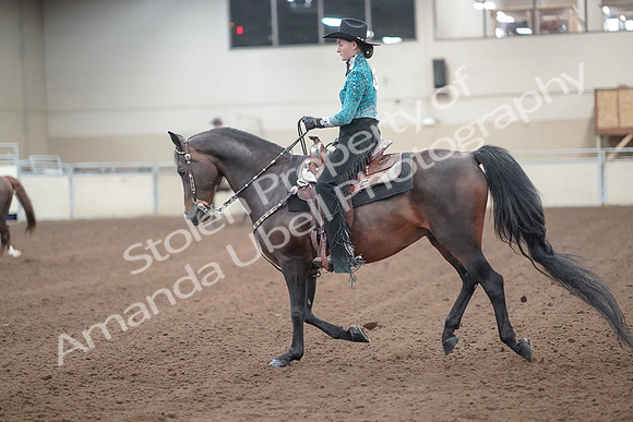 2019 Morgan Horse Show - Sept 01, 2019 - 06982
