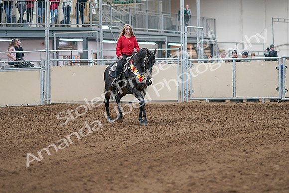 2020 - AB Morgan Horse - Sat, Sept 05 - 10515