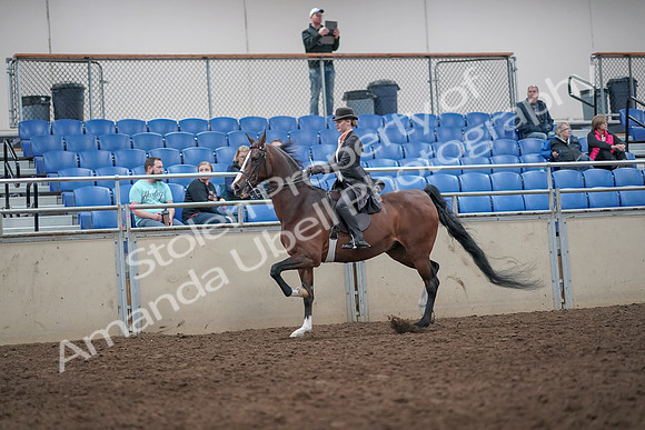 2019 Morgan Horse Show - Aug 31, 2019 - 08688