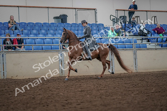 2019 Morgan Horse Show - Aug 30, 2019 - 15449