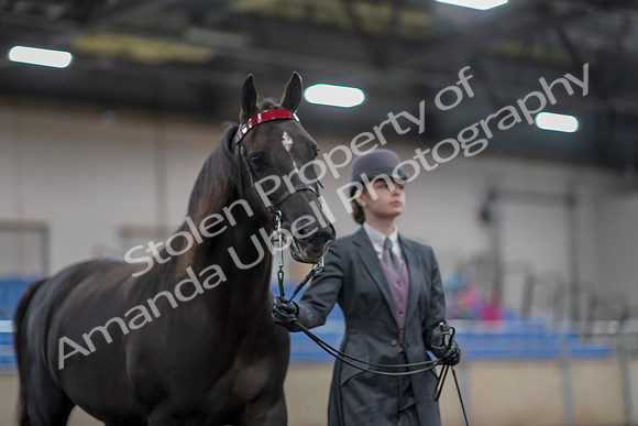 2019 Morgan Horse Show - Aug 31, 2019 - 01982