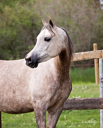 Arabians - 196