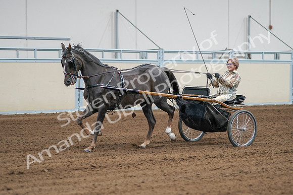 2020 - AB Morgan Horse - Sat, Sept 05 - 05999