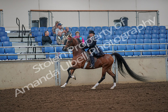 2019 Morgan Horse Show - Aug 30, 2019 - 25146