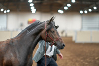 2020 - AB Morgan Horse - Sat, Sept 05 - 00731