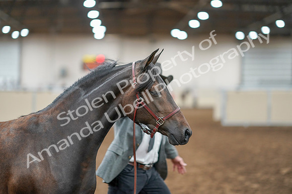 2020 - AB Morgan Horse - Sat, Sept 05 - 00731