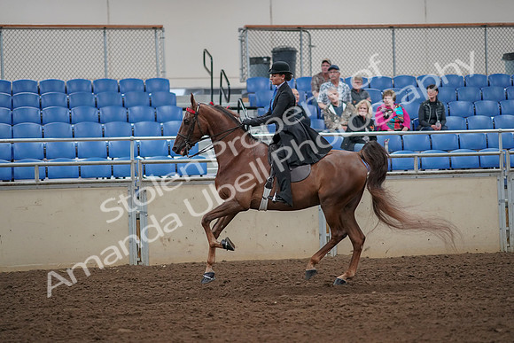 2019 Morgan Horse Show - Aug 30, 2019 - 25197