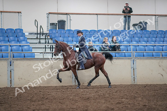 2019 Morgan Horse Show - Aug 31, 2019 - 08598