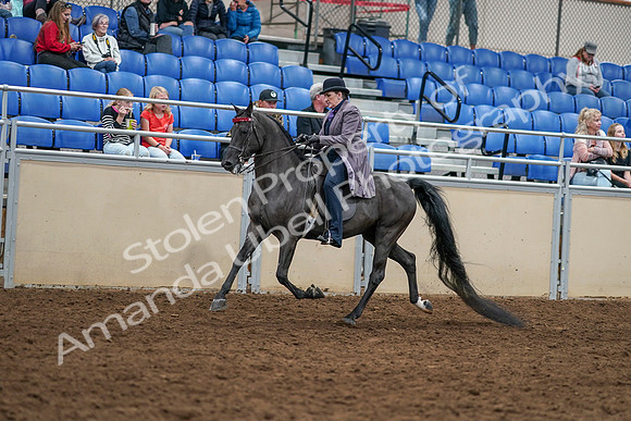 2020 - AB Morgan Horse - Sat, Sept 05 - 13745