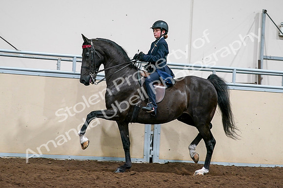 2020 - AB Morgan Horse - Fri, Sept 04 - 03237