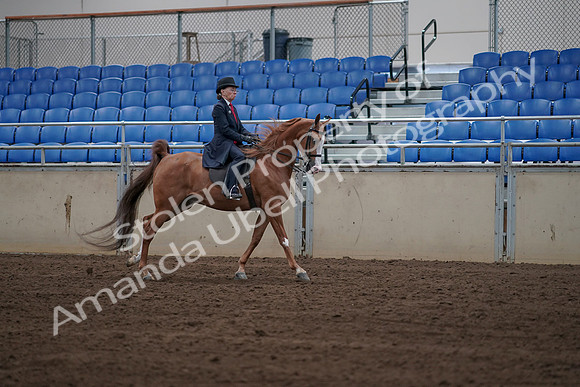 2019 Morgan Horse Show - Sept 01, 2019 - 12012