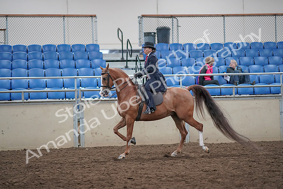 2019 Morgan Horse Show - Aug 31, 2019 - 16895