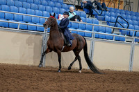 2020 - AB Morgan Horse - Fri, Sept 04 - 03629