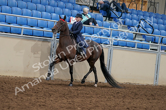 2020 - AB Morgan Horse - Fri, Sept 04 - 03629