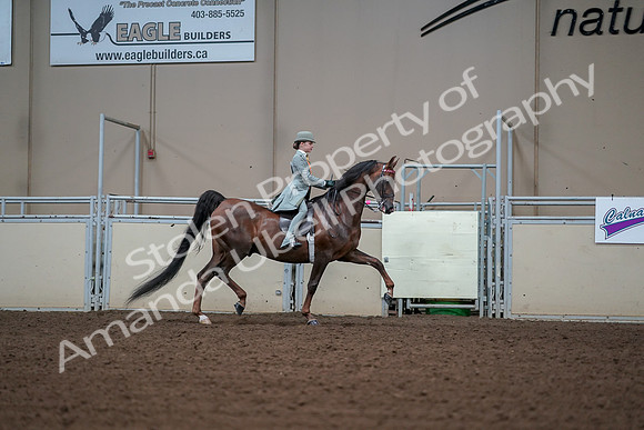 2019 Morgan Horse Show - Aug 30, 2019 - 17930