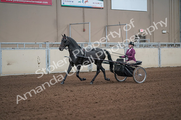 2019 Morgan Horse Show - Sept 01, 2019 - 10371