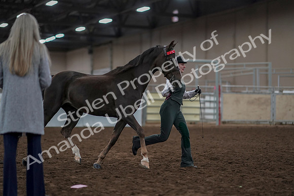 2019 Morgan Horse Show - Aug 31, 2019 - 01894